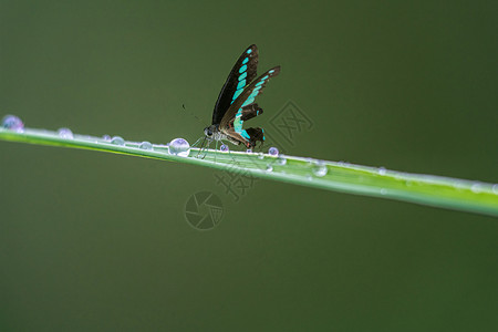 绿色翅膀素材春天蝴蝶背景设计图片