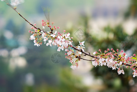 花朵凋谢武汉大学樱花早樱背景