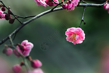 迎春背景迎春梅花背景