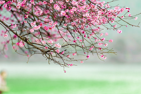 梅花冬天的樱桃树高清图片
