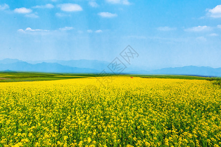 乡间野花油菜花海 腾冲背景