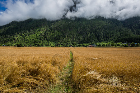 西藏青藏高原上的青稞麦田背景图片