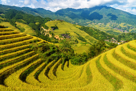 梯田秋天风景图片