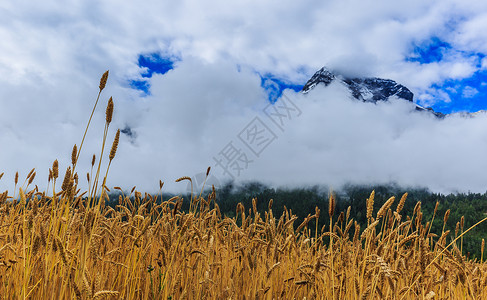 收青稞西藏高原上的青稞麦田背景