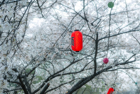 春天酒樱花树下有美酒背景