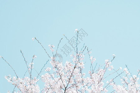 樱花帝国天空高清图片