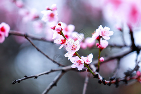 浪漫春季边框西藏林芝桃花背景