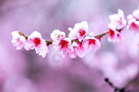 桃源灯会西藏林芝桃花特写背景