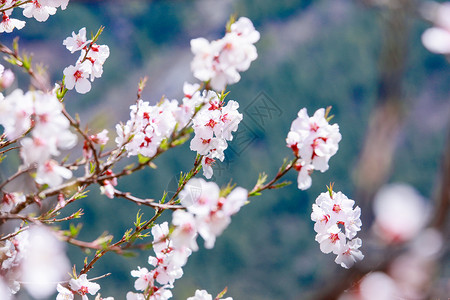 西藏林芝桃花特写背景图片