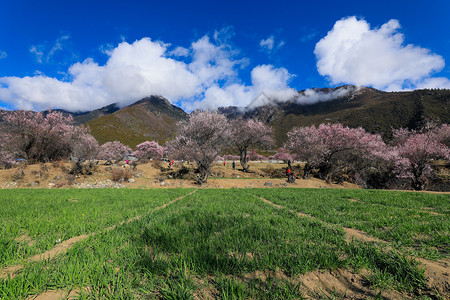 蓝天草地粉艳艳的桃花树背景图片