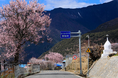 林芝公路西藏索松村桃花背景