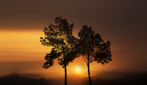 山树剪影夕阳下的两棵树背景