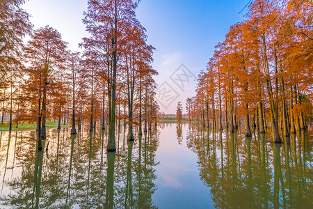 上海青西郊野公园自然风光背景图片