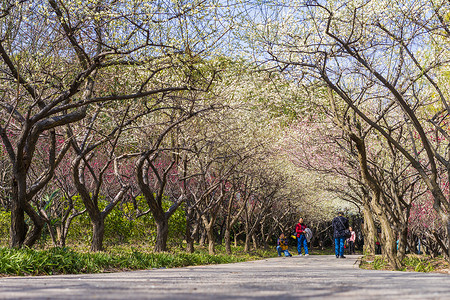 出游赏花上海世纪公园踏青背景