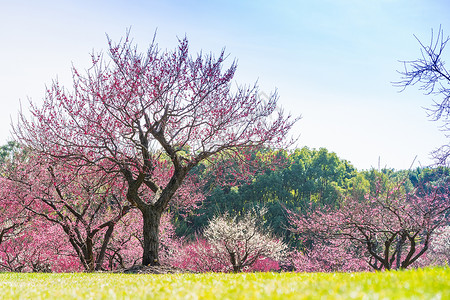 春季跟团游上海世纪公园踏青背景