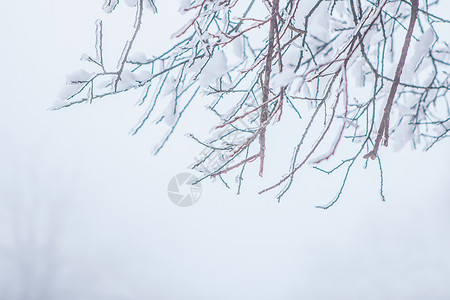 雪天树枝雾凇背景