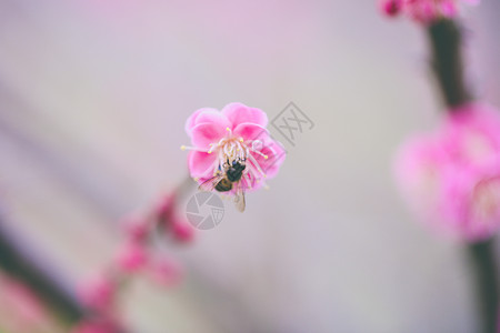 春暖花开红梅森蜜蜂高清图片