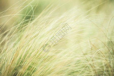 植物胡须草背景图片