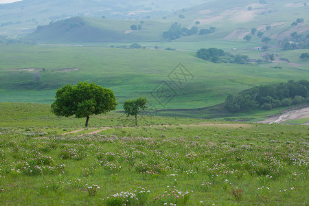 春季绿色的大草原图片