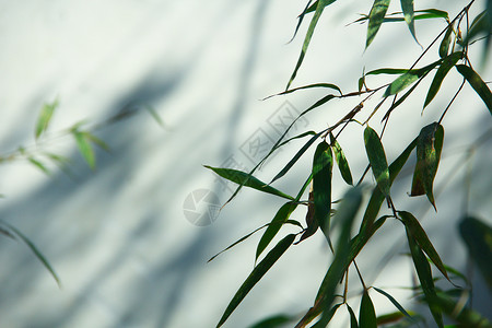 带叶子竹子春天绿色的竹叶背景
