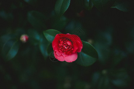 水彩山茶花春天的山茶花背景