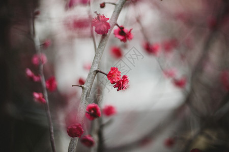 冬季梅花景物图高清图片