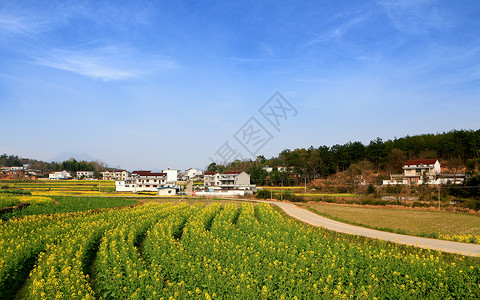 安徽潜山的油菜花背景图片