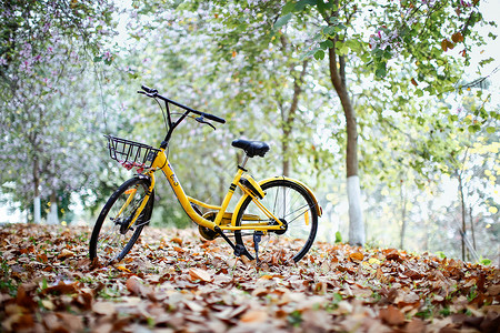 清新甜美道晖芝学校绿道上的单车背景