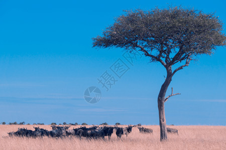角马肯尼亚马赛马拉草原上的动物背景