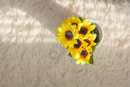 地毯毛毯阳光照射下的向日葵背景