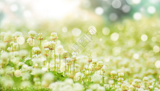 长绒棉棉花花朵春季背景图设计图片