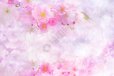 浅紫色背景粉色花朵背景图设计图片