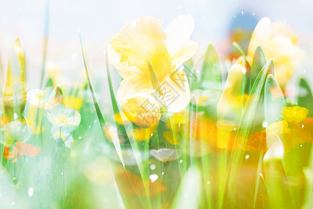 绿叶黄花春色花朵梦幻背景设计图片