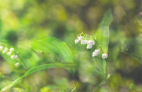 春色梦影铃兰花朵高清图片