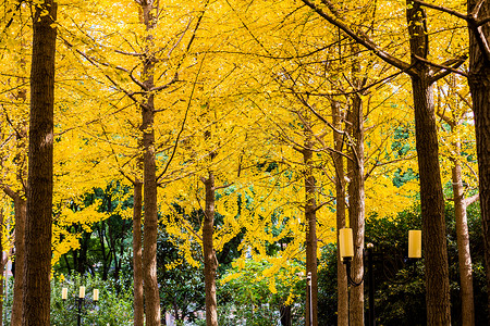 大树树枝秋天的银杏树林背景