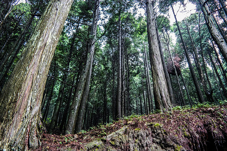 手绘绿色高大树高耸入云的树林背景