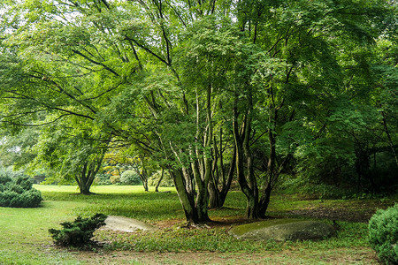 茂密的大树绿色茂密大树高清图片