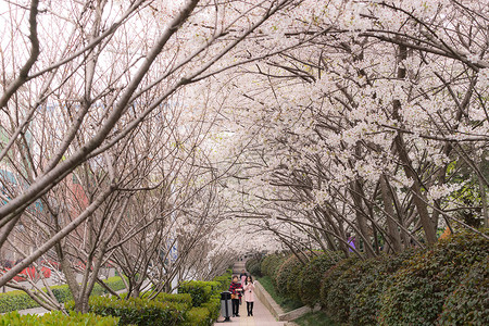 校园小路武汉大学樱花背景