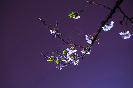武汉大学夜樱樱花背景图片