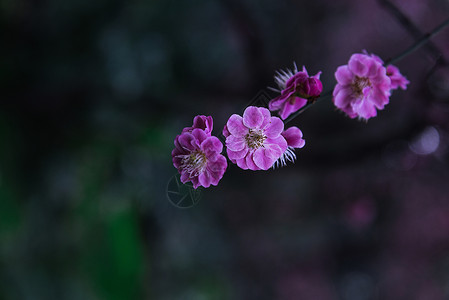 梅花图片