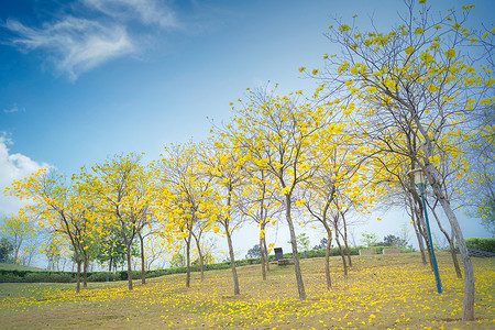 唯美落花公园中唯美的黄花风铃木背景