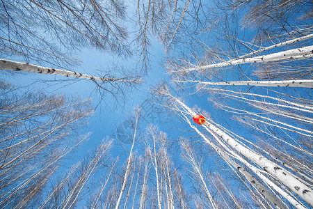 蓝色灯笼素材雪中白桦林背景