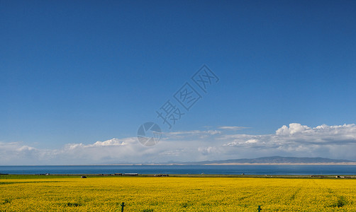 青海湖油菜花背景图片