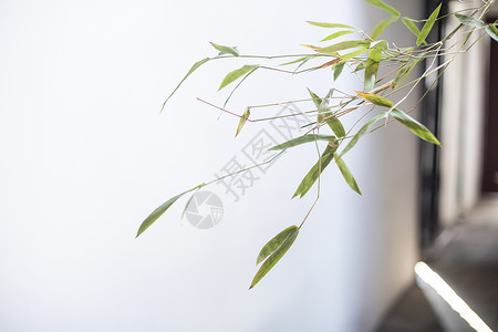 中国元素的植物素材背景图片