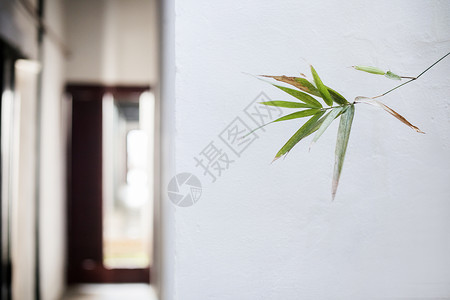 中国元素的植物素材图片