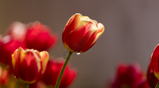 郁金香红色虚化花朵高清图片