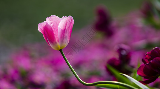 郁金香红色虚化花朵高清图片