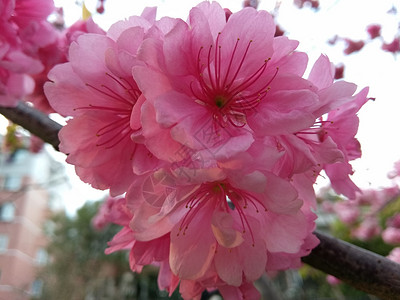   花团锦簇背景图片