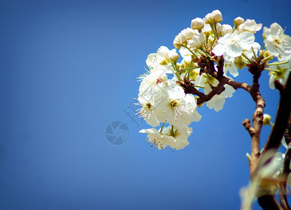 天空下的梨花背景高清图片