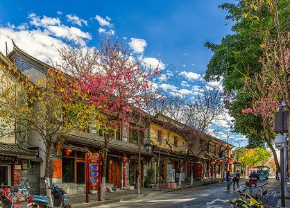 樱花街道鲜花绽放的大理古城背景